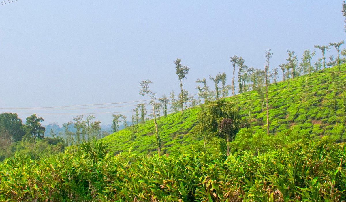 Coorg Hills
